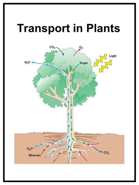 Transport In Plants Biology Quiz Quizizz