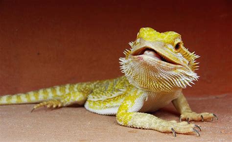 Male Vs Female Bearded Dragon How To Tell The Difference