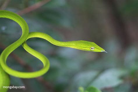 Picture Gallery Rainforest Snakes
