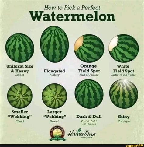 How To Pick A Perfect Watermelon Uniform Size Orange White And Heavy