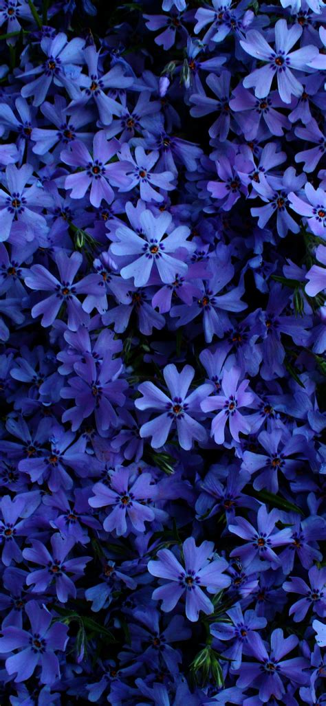 Dark Blue Flowers Background