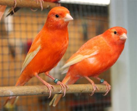 Canaries List Of Types Care As Pet Lifespan Pictures