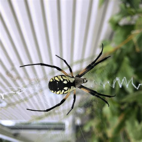 Unidentified Spider In Monroe Wisconsin United States