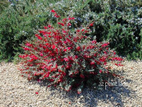 The first snow, autumn, spring, early winter. Valentine Bush Creates a Welcome Splash of Red in Winter ...