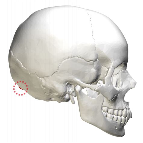 Shrink Your Urls And Get Paid Occipital Body Bones Skull