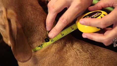 How To Measure For A Dog Collar Complete Guide 2024