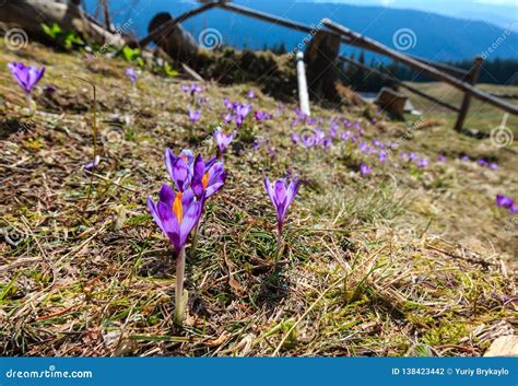 Purple Crocus Flowers On Spring Mountain Stock Photo Image Of Fence