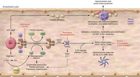 Jci Intravascular Hemolysis And The Pathophysiology Of Sickle Cell