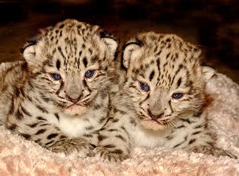 Snow Leopard Baby Cubs