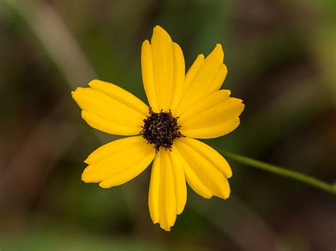 Colorful Fall Wildflowers In The Upstate Of South Carolina 2015 10 24