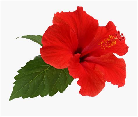 Hibiscus Clipart Transparent Background Pictures On Cliparts Pub 2020 🔝