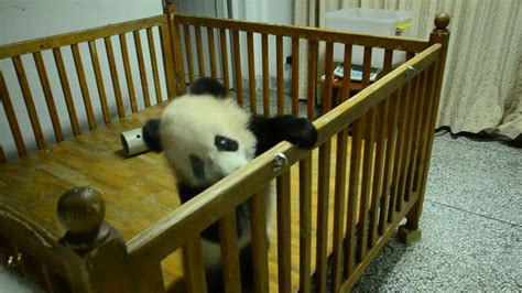 Baby Panda Youtube