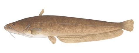 메기amur Catfish Silurus Asotuslinnaeus 1758
