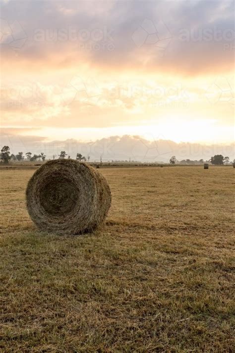 Image Of Round Bale Of Hay Freshly Harvested Austockphoto