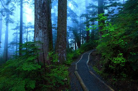 High Resolution Image Of Forest Wallpaper Of Trail Trees