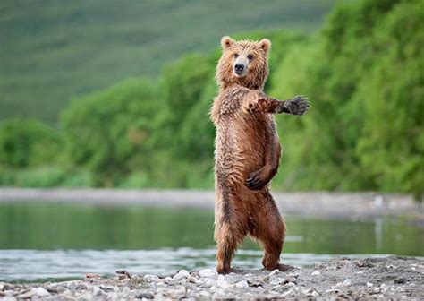 Dancing Bear Pics