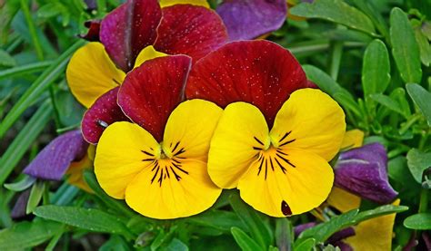 Pansy Bunga Bunga Kebun Foto Gratis Di Pixabay