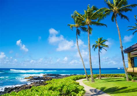 Coconut Palm Tree By The Ocean In Hawaii Kauai Wallpaper
