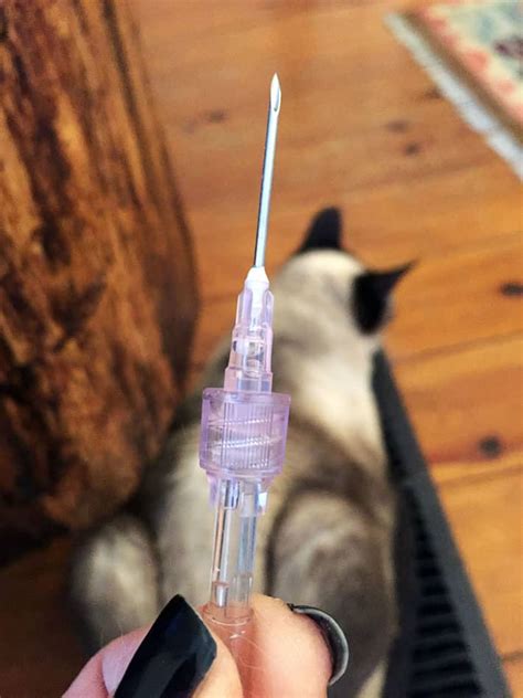 How To Give A Cat A Subcutaneous Injection