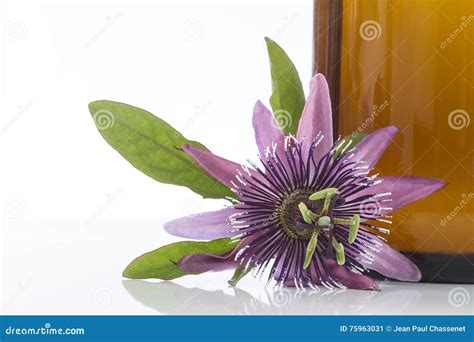 Passion Flower Aromatherapy Essential Oil Stock Image Image Of Fresh