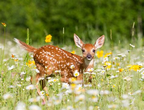 White Tailed Deer Fawn In Meadow Deer Photography Whitetail Deer