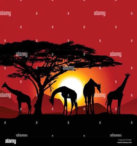 Silhouettes Of Giraffes On African Sunset Savanna Stock Vector Image
