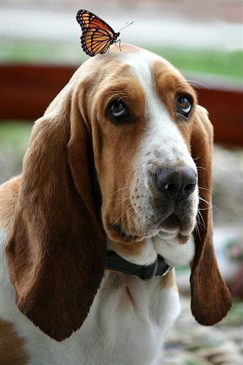 Here Are 12 Hilarious Reasons To Never Trust A Basset Hound Sonderlives