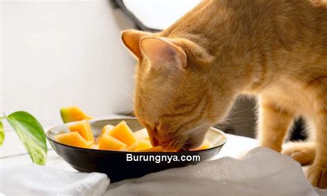 Makanan Yang Boleh Dan Tidak Boleh Untuk Kucing Burungnya Com