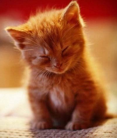 This adorable collection of cute kitten pictures will help put a smile on your face, even on a monday. cute kitten, cute kitten pictures, cute kittens, cutest ...