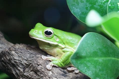 White Lipped Tree Frog Care Sheet Lifespan And More With Pictures