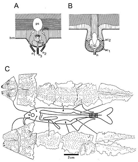 1 Schematic Drawings Of Tuberous Electroreceptors Of A Mormyrid Fish