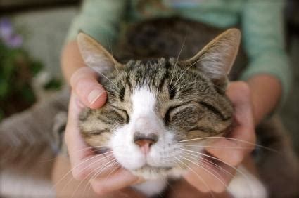 Some say it is a sign of relaxation while some believe that it is their way to express their unwillingness to. Why Do Cats Purr? | LoveToKnow