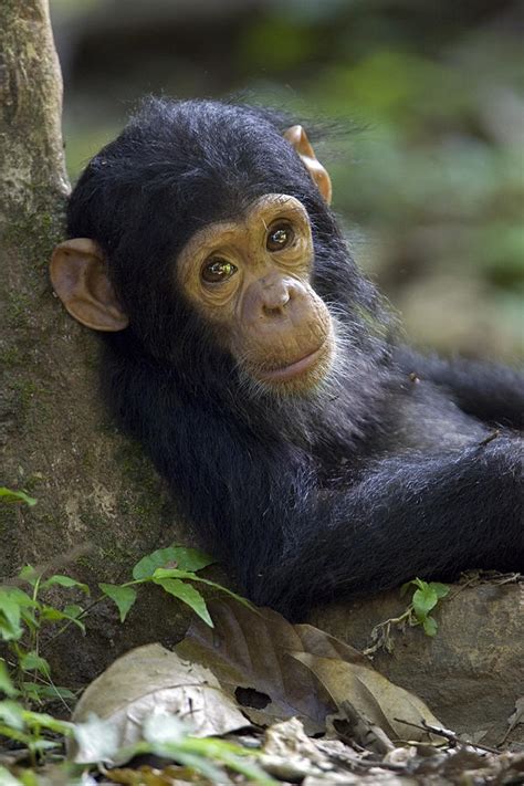 Baby Chimpanzee In Gombe Stream Np Photograph By Ingo Arndt Fine Art