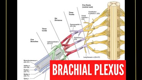 Brachial Plexus Roots Trunks Divisions Cords And Branches Youtube