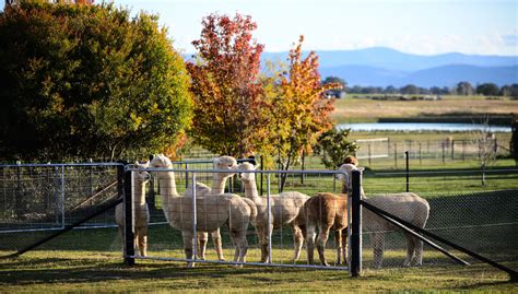 Blackwattle Alpaca Farm | NSW Holidays & Accommodation, Things to Do ...