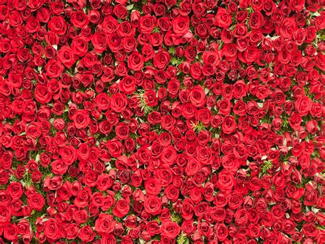 2021 Red Rose Flowers Wall Vinyl Photography Backdrops Bride Showers