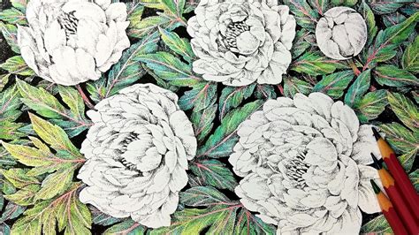 Actions in place of words. Peony bush. Coloring with a colored pencils (crayons ...