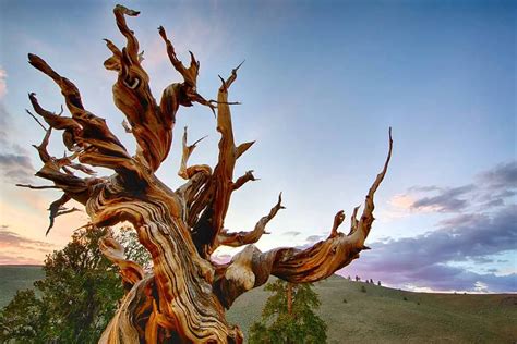 Oldest Tree In The World Methuselah History Facts And More 2022