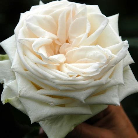 White Ohara Roses Garden Roses Direct