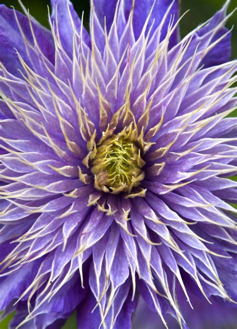 Spiky Double Purple Clematis Clematis Flower Amazing Flowers Clematis