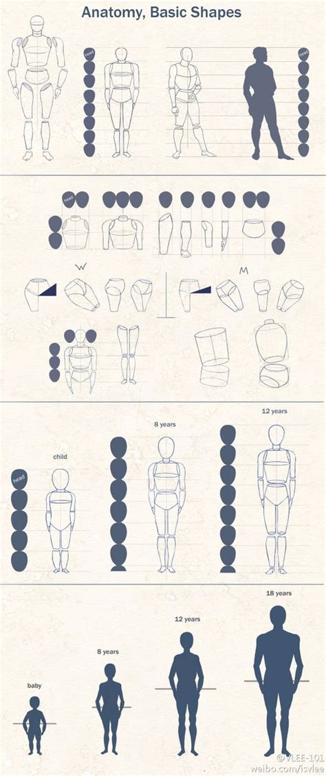Anatomy Basic Shapes Most People Know Of These Simple Drawing Rules