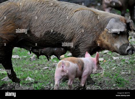 Free Range Pigs A Piglet With A Sow Free In An Outdoor Breeding Site