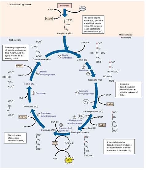 Proses Dan Tahapan Siklus Krebs Siswapedia Gambaran