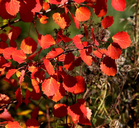 картинки цветок лепесток Красный Осень ботаника Флора время