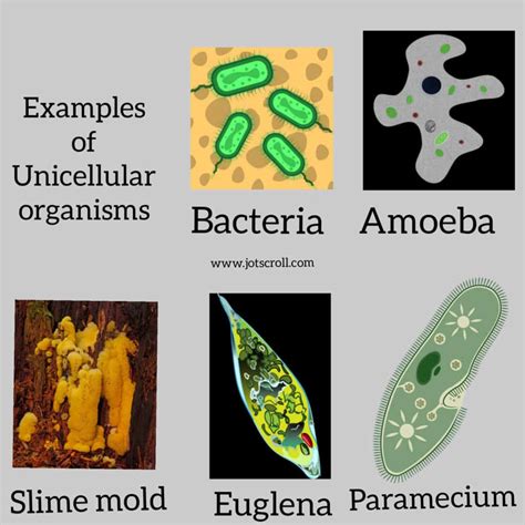 Unicellular Organisms Examples
