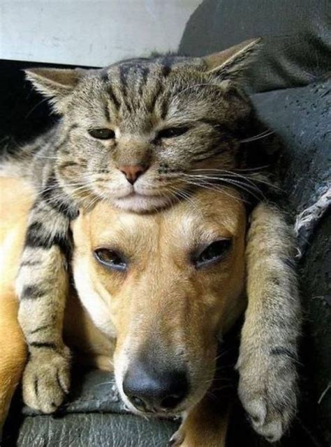 20 Funny Photos Of Cats Sleeping On Their Dog Friends