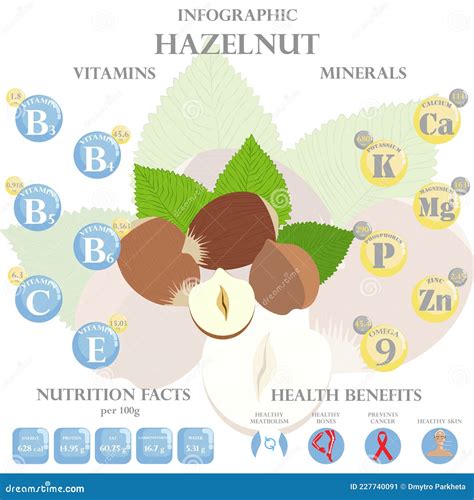 Health Benefits And Nutrition Facts Of Hazelnut Infographic Vector