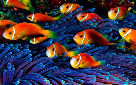 Fish Wallpaper Hd Underwater World
