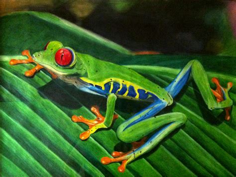 Drawing Ii Red Eyed Tree Frog By Munjey86 On Deviantart