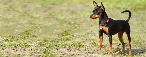 Miniature Pinscher Dog Breed Facts And Information Wag Dog Walking